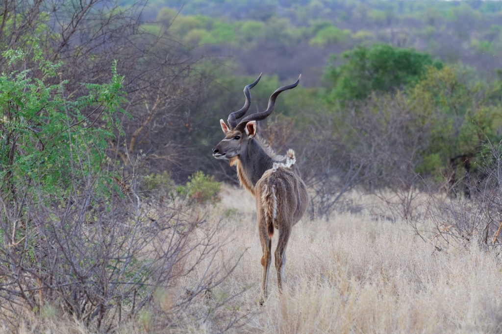 08 - Kruger NP (12)-Grand Koudou.jpg